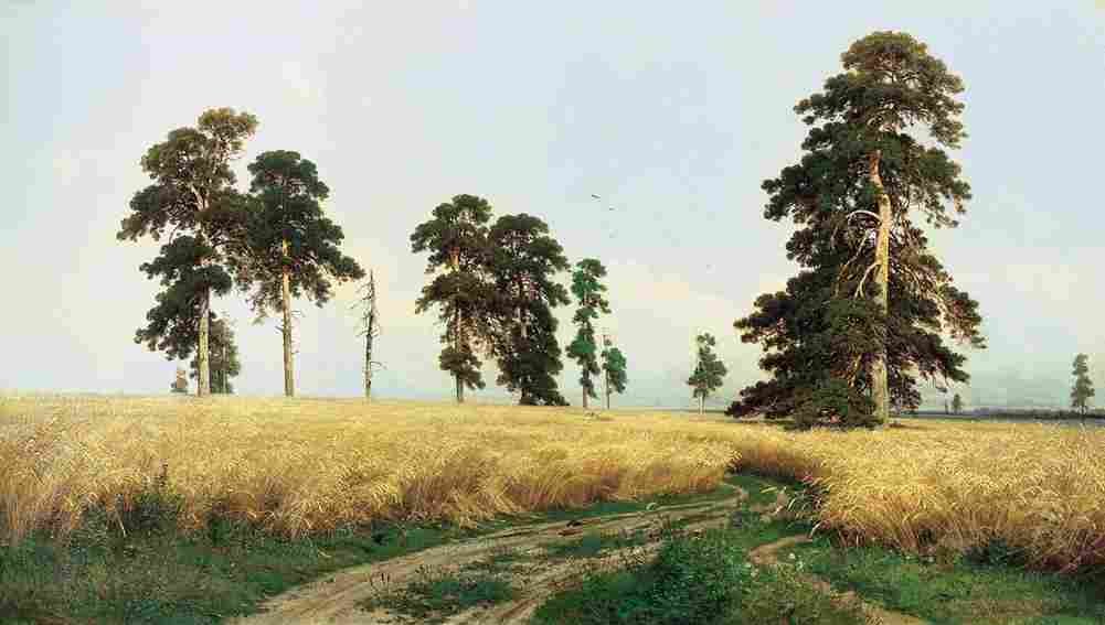 shishkin rye fields Art A4 Photo Print