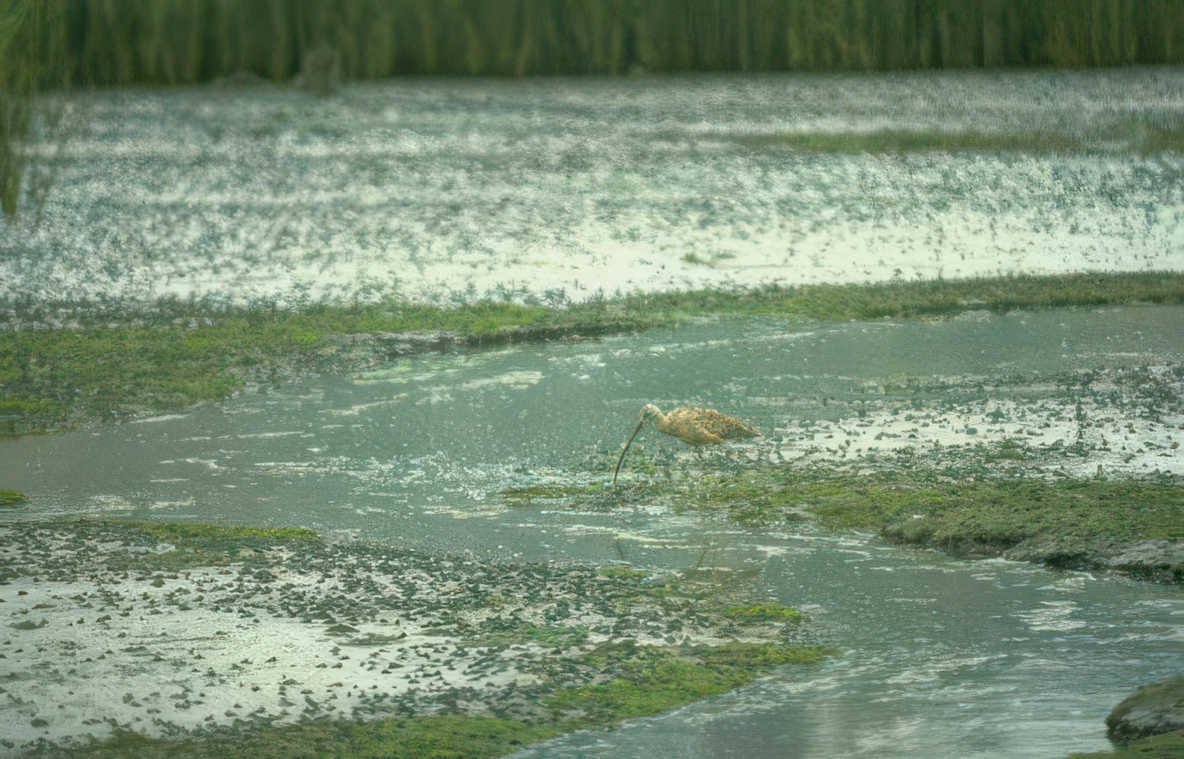 shorebird mudflat habitat Vintage A4 Photo Print