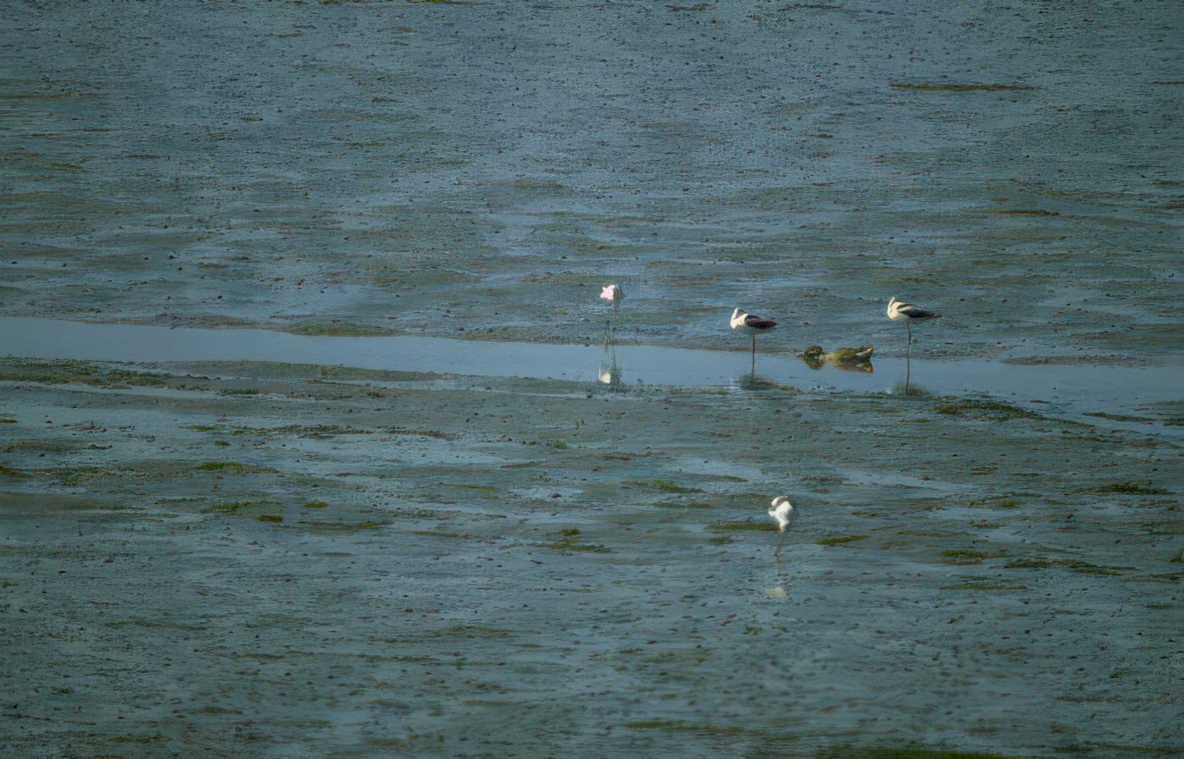 shorebirds mudflats wildlife Vintage A4 Photo Print