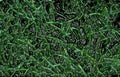 shredded kale