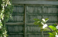 shuttered window ivy Vintage A4 Photo Print