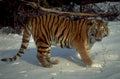 siberian tiger snow 1980s 1990s A4 Photo Print 42