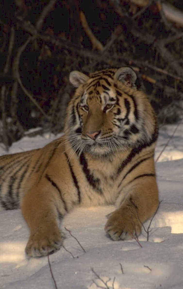 siberian tiger snow 1980s 1990s A4 Photo Print