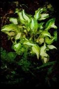 sierra Nevada Mountains 397016 Variegated Hosta A4 Limited Edition Watercolour Print