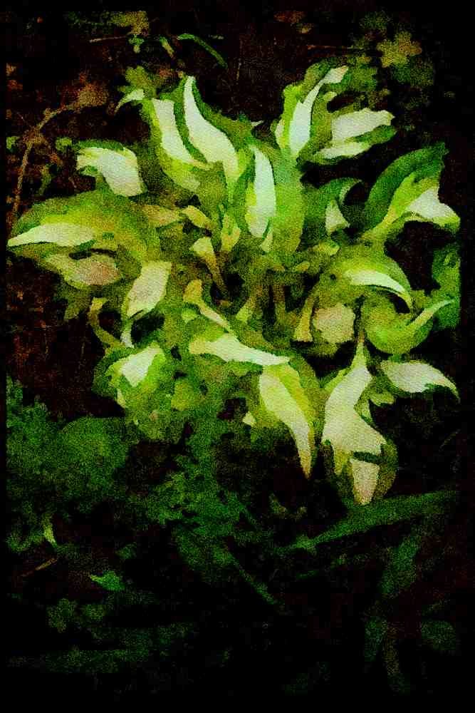 sierra Nevada Mountains 397016 Variegated Hosta A4 Limited Edition Watercolour Print