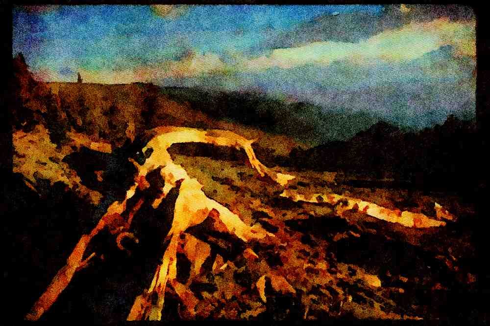 sierra Nevada Mountains 397052 Bristlecone Pine A4 Limited Edition Watercolour Print