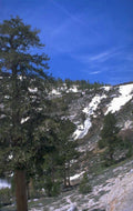 sierra neva spring 1980s 1990s A4 Photo Print