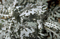 silene stenophylla lichen Vintage A4 Photo Print