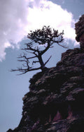 silhouetted juniper cliff Vintage A4 Photo Print