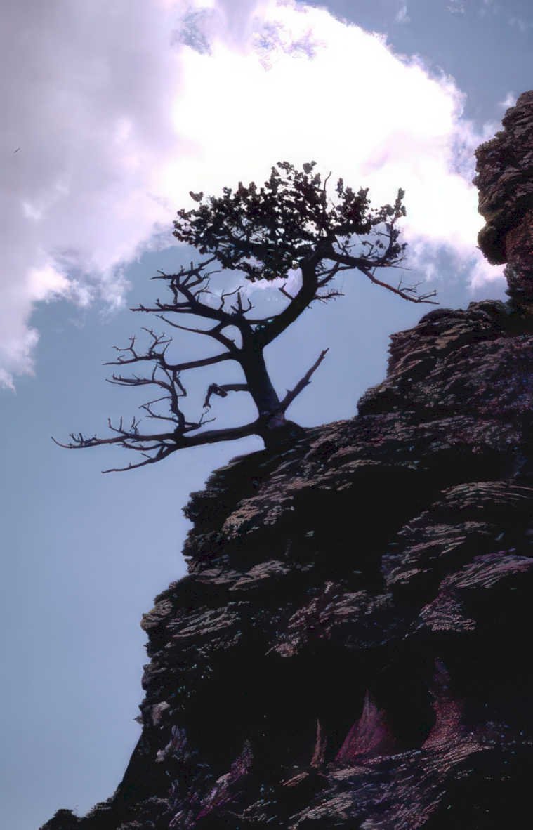 silhouetted juniper cliff Vintage A4 Photo Print