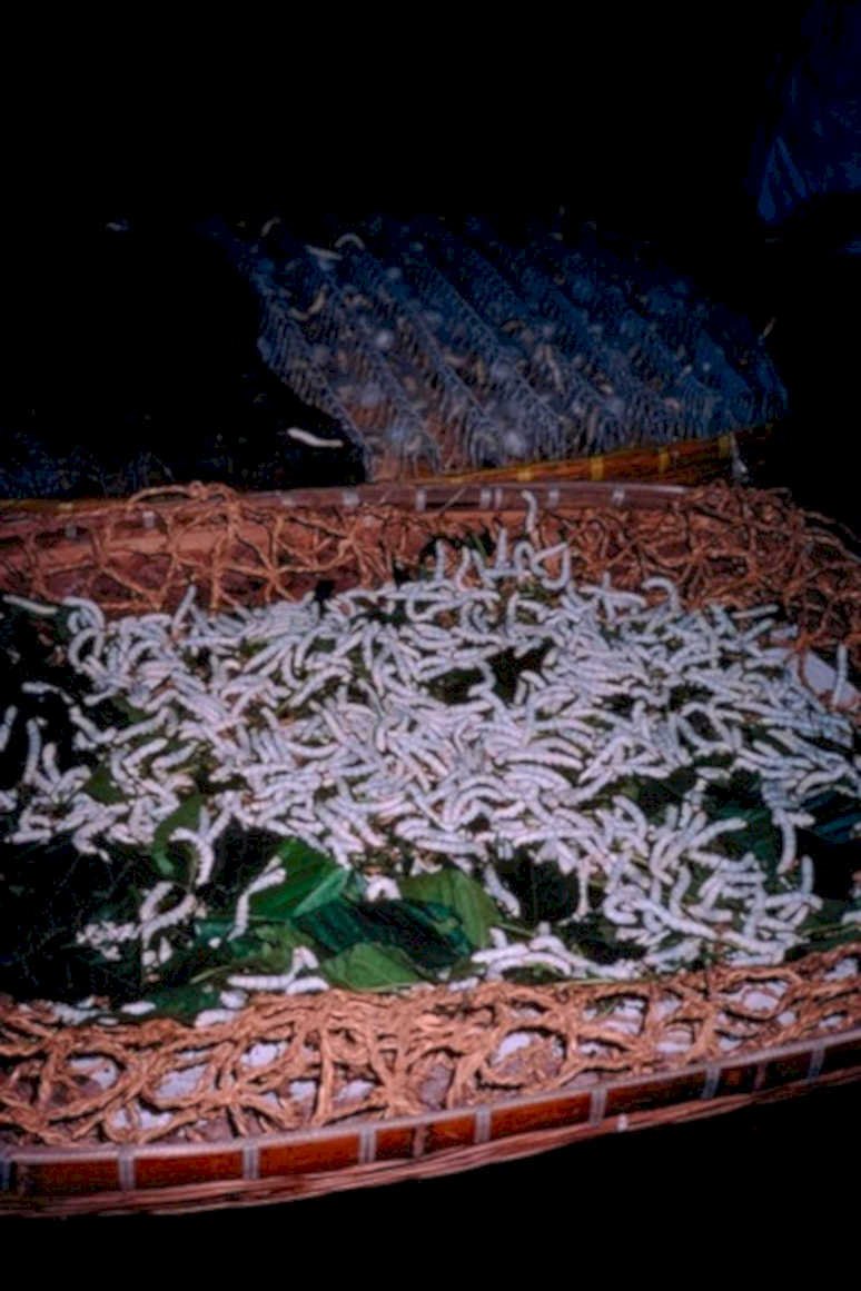 silk cocoons basket1980s 1990s A4 Photo Print