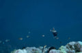 silver fish reef Vintage A4 Photo Print