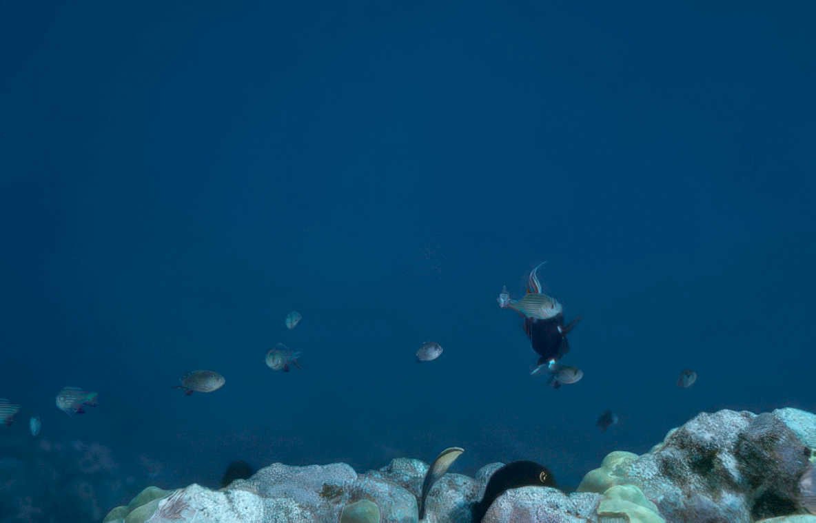 silver fish reef Vintage A4 Photo Print