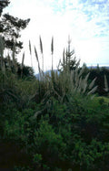 silver grass mountains Vintage A4 Photo Print