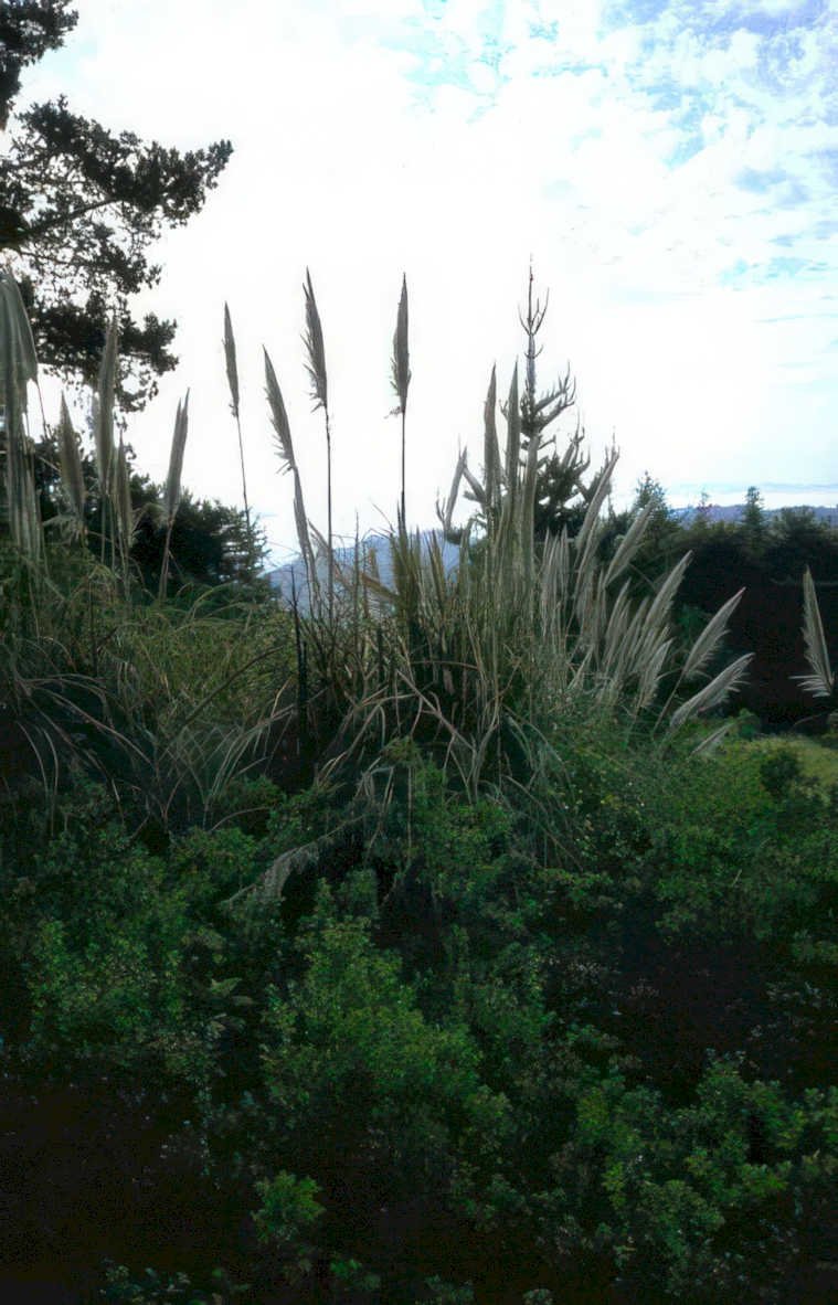 silver grass mountains Vintage A4 Photo Print