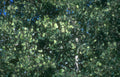 silver maple canopy Vintage A4 Photo Print