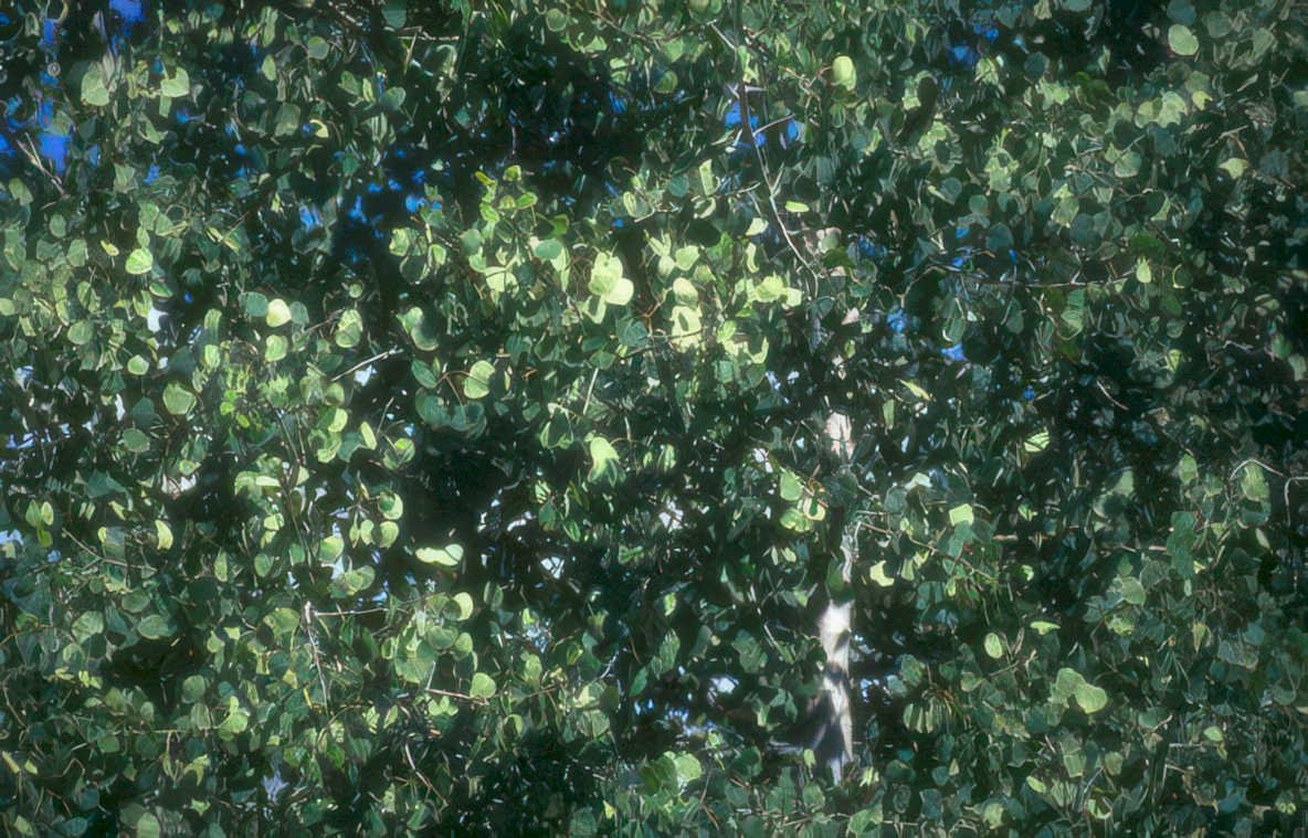 silver maple canopy Vintage A4 Photo Print