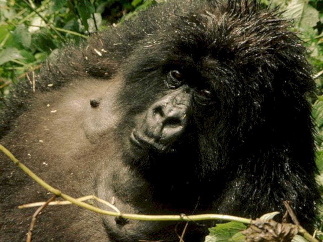 silverback gorilla rwanda1980s 1990s A4 Photo Print