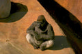 silverback gorilla zoo 1 1980s 1990s A4 Photo Print