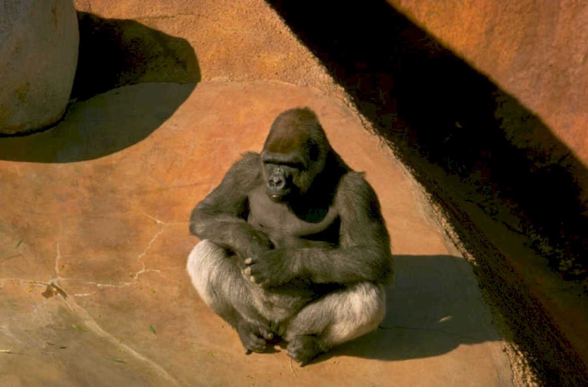 silverback gorilla zoo 1 1980s 1990s A4 Photo Print