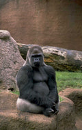 silverback gorilla zoo 2 1980s 1990s A4 Photo Print