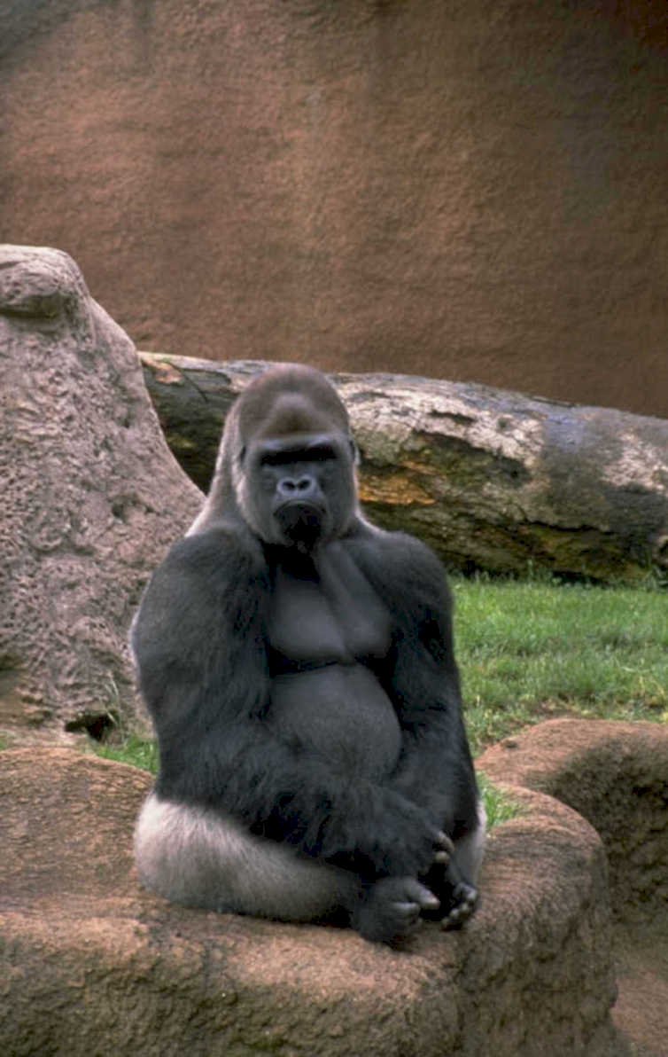 silverback gorilla zoo 2 1980s 1990s A4 Photo Print