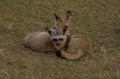 silverbacked jackal pups 1980s 1990s A4 Photo Print