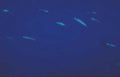 silverfish blue deep Vintage A4 Photo Print