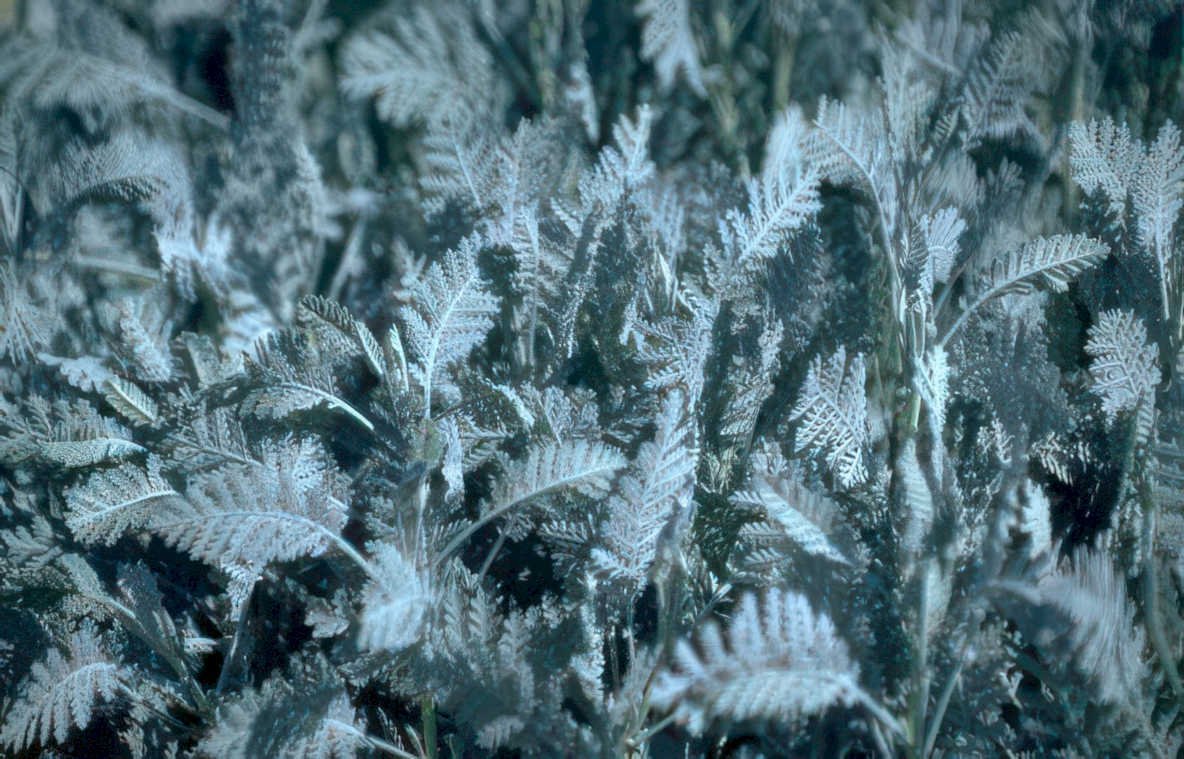 silvery blue ferns Vintage A4 Photo Print