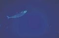 silvery fish mackerel Vintage A4 Photo Print