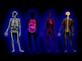 skeletal cardiovascular muscular1980s 1990s A4 Photo Print