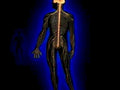skeletal nervous system1980s 1990s A4 Photo Print