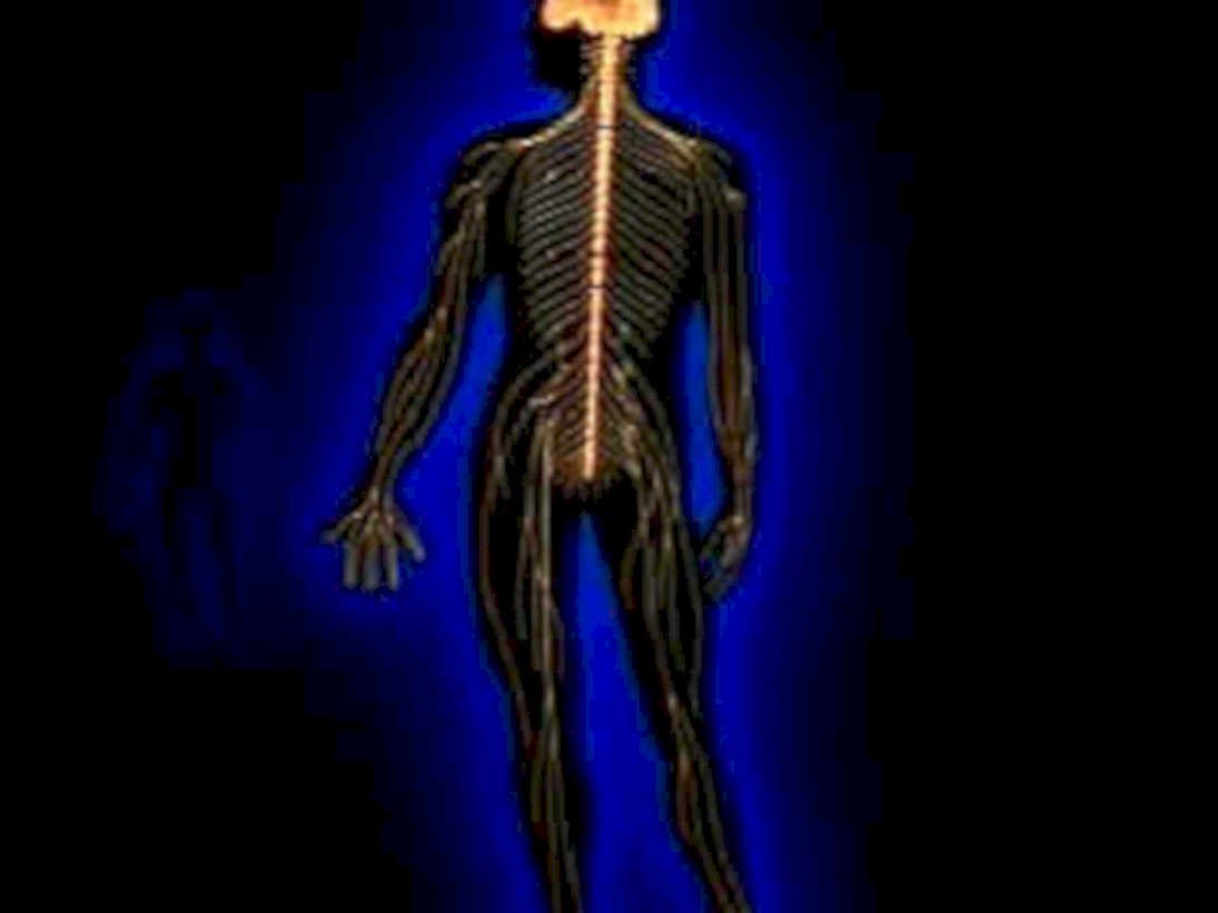 skeletal nervous system1980s 1990s A4 Photo Print