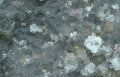 slate lichen detail Vintage A4 Photo Print