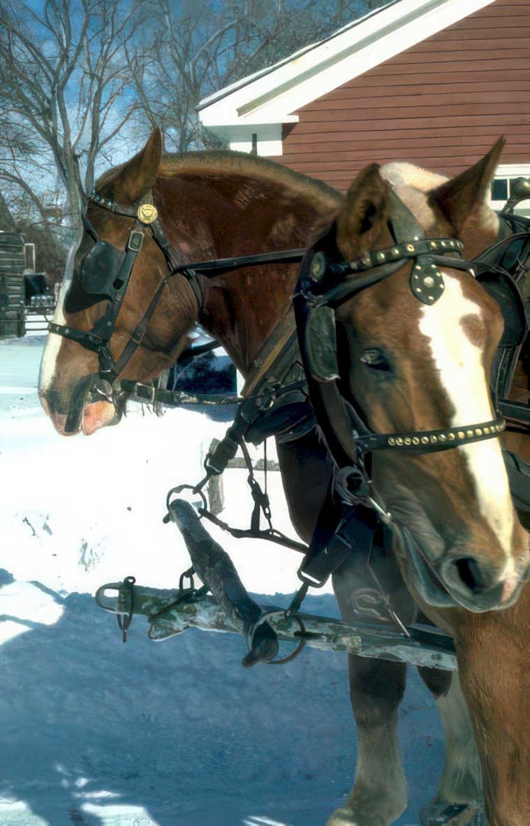 sleigh barn horses Vintage A4 Photo Print