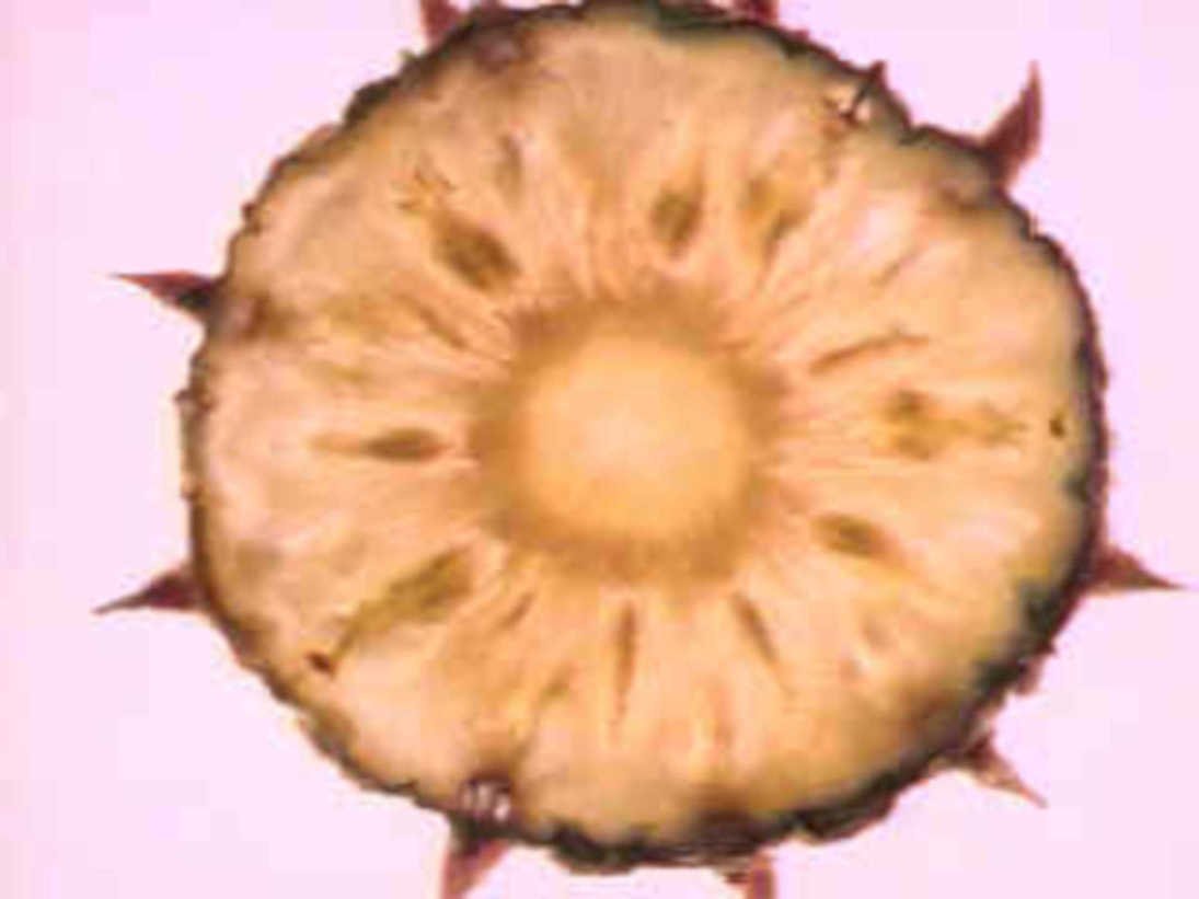 sliced pineapple core1980s 1990s A4 Photo Print