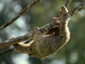 sloth branch rainforest1980s 1990s A4 Photo Print