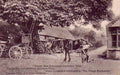 smithy chestnut treeVintage 1880s 1900s A4 Photo Print