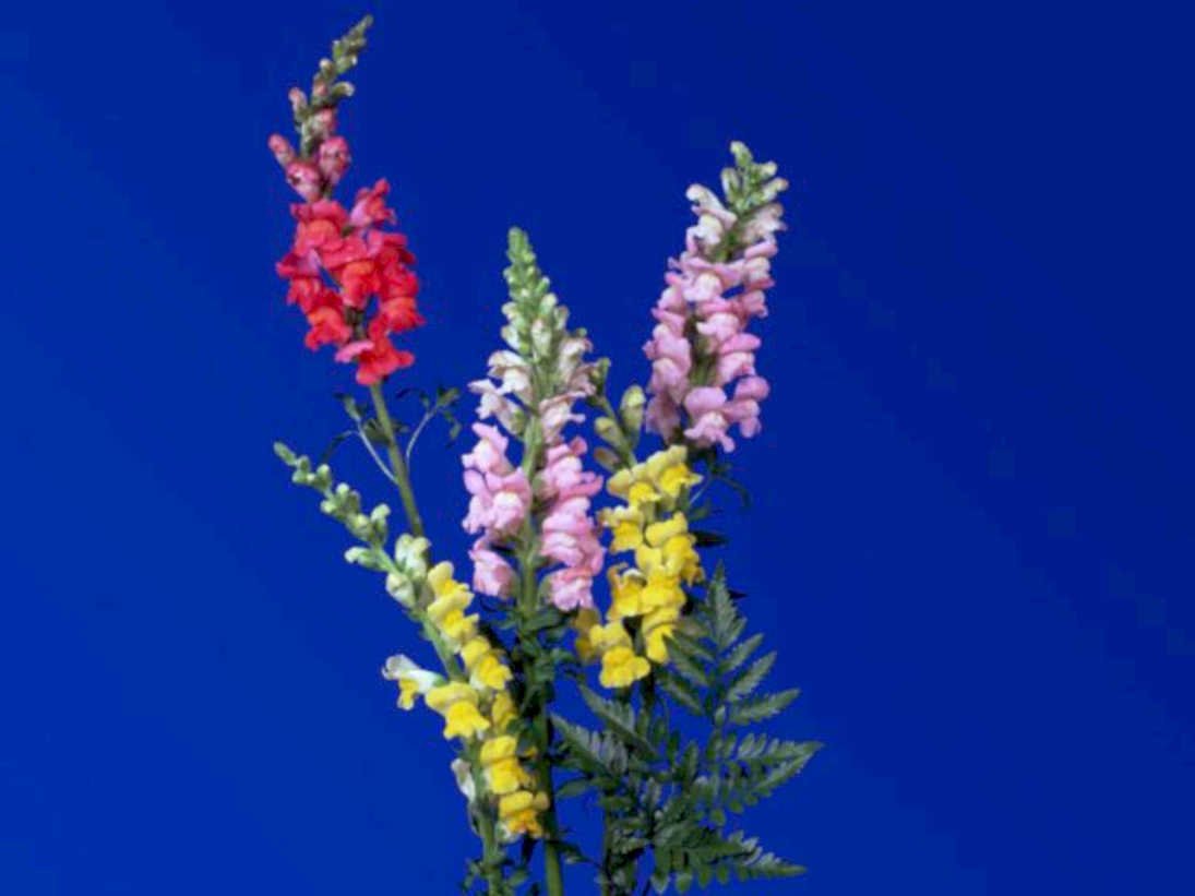 snapdragons blue flowers1980s 1990s A4 Photo Print