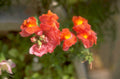 snapdragons orange pink 1980s 1990s A4 Photo Print