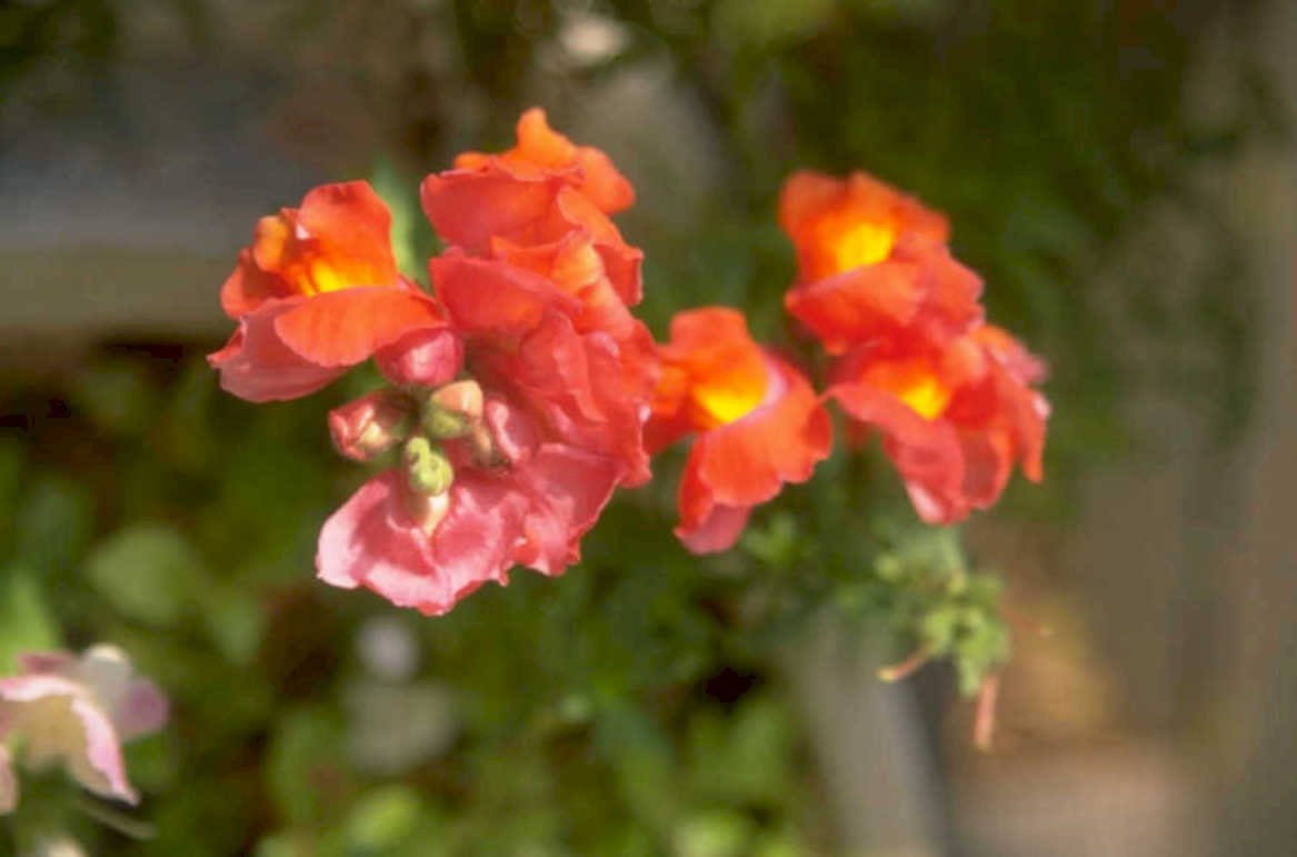 snapdragons orange pink 1980s 1990s A4 Photo Print