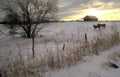 snow cows barn Vintage A4 Photo Print