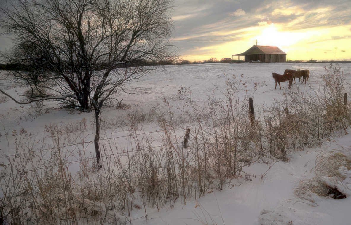 snow cows barn Vintage A4 Photo Print