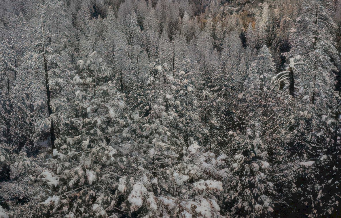 snow evergreen forest Vintage A4 Photo Print