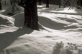 snow forest pine 1980s 1990s A4 Photo Print