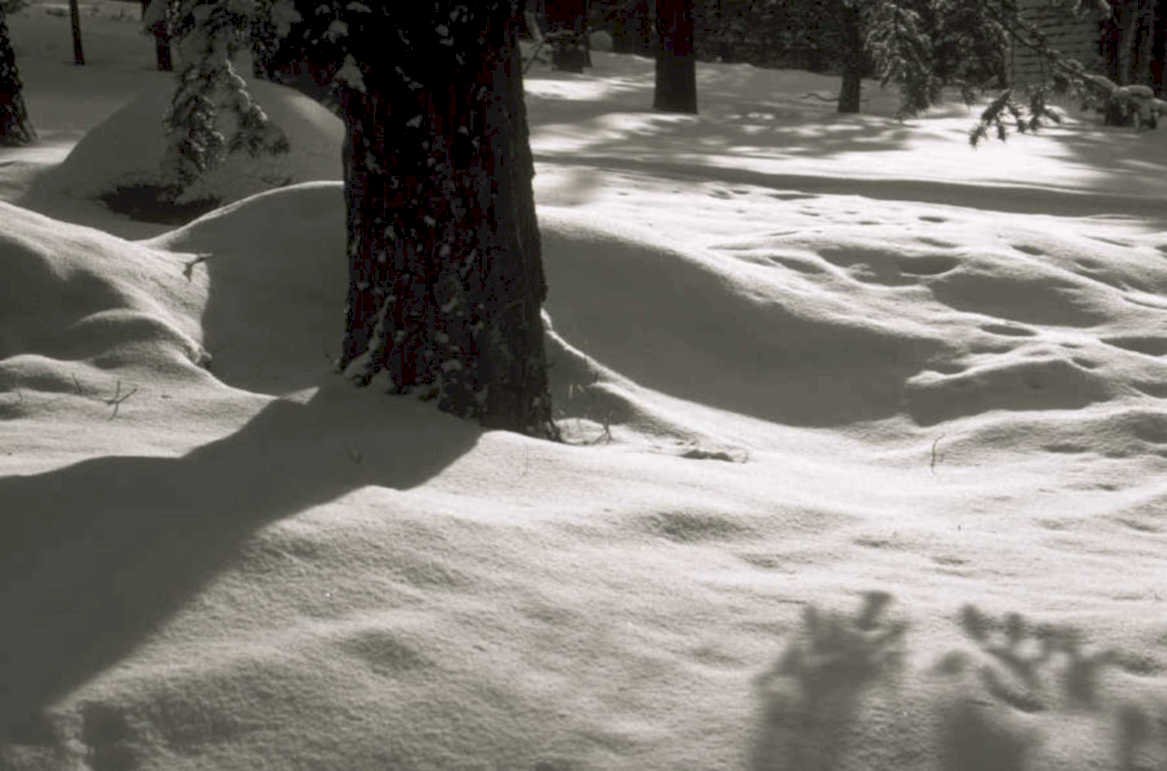snow forest pine 1980s 1990s A4 Photo Print