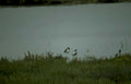 snow geese lake Vintage A4 Photo Print