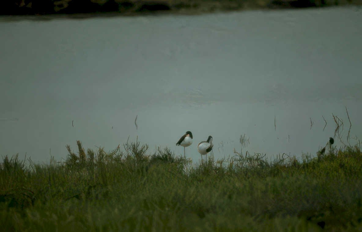 snow geese lake Vintage A4 Photo Print