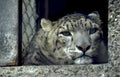 snow leopard concrete Vintage A4 Photo Print