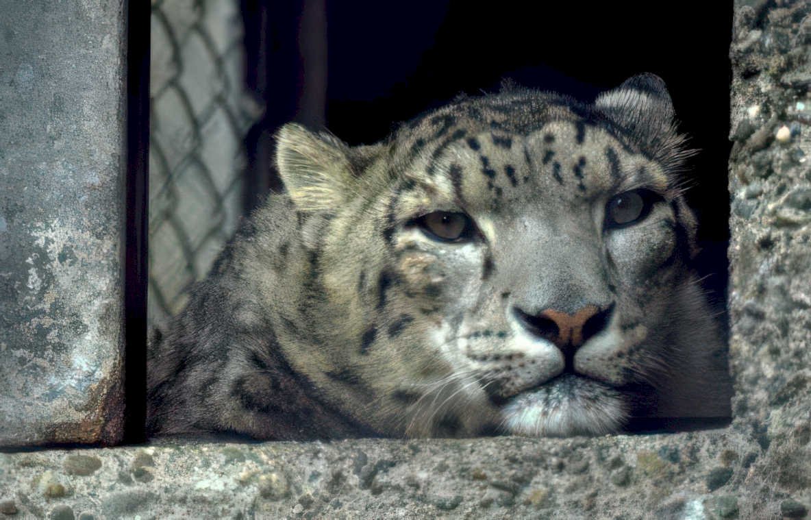 snow leopard concrete Vintage A4 Photo Print